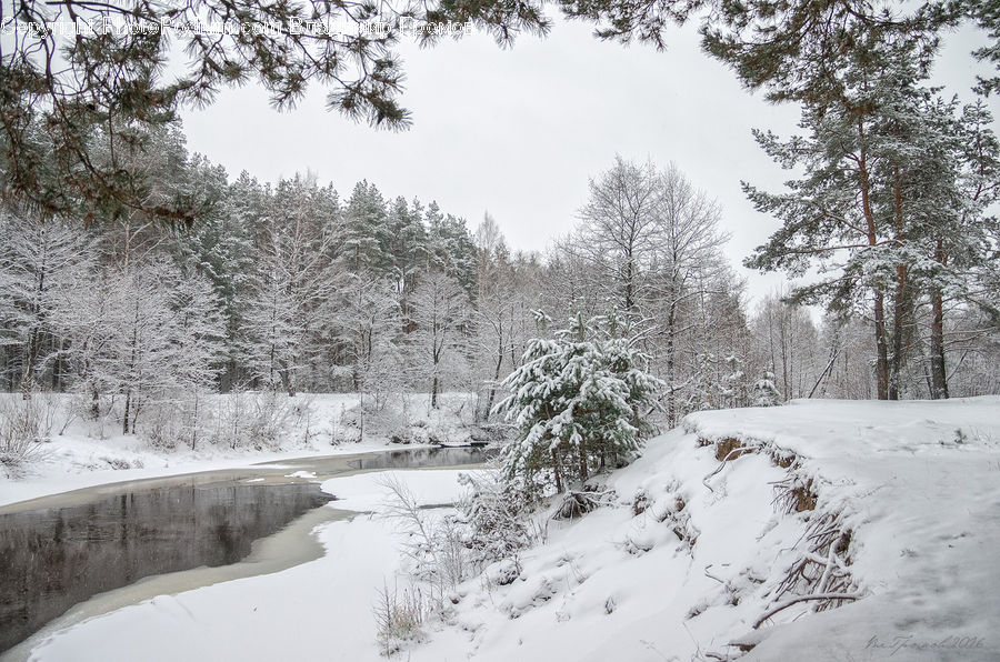 Ice, Outdoors, Snow, Forest, Vegetation, Conifer, Fir