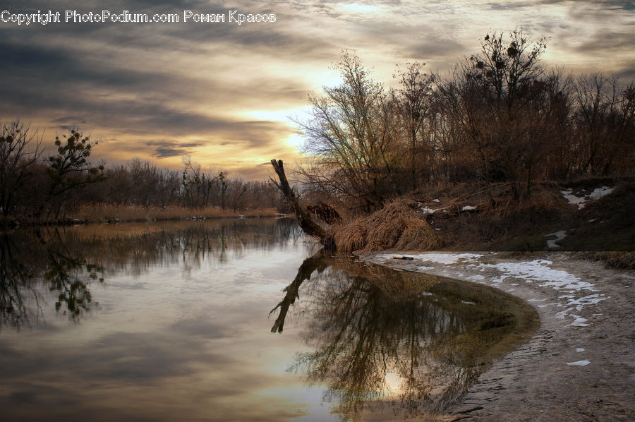 Flood, Land, Marsh, Pond, Swamp, Water, Plant