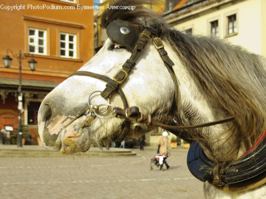 Animal, Equestrian, Horse, Person, Angus, Bull, Mammal