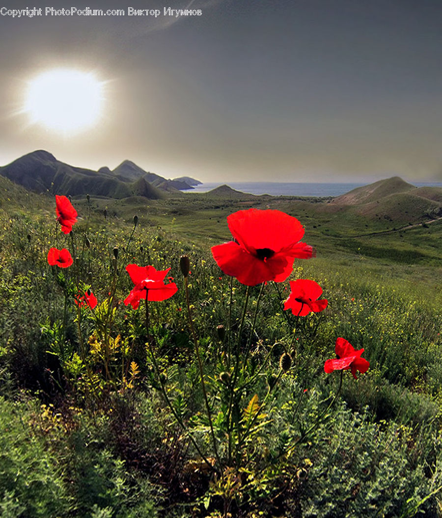 Blossom, Flora, Flower, Plant, Poppy, Landscape, Nature