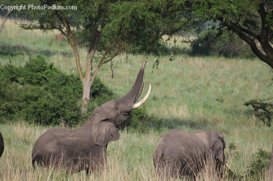 Animal, Elephant, Mammal, Buffalo, Bull, Outdoors, Wilderness