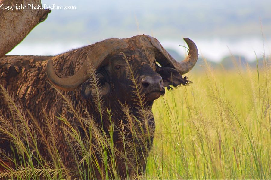 Animal, Buffalo, Bull, Mammal, Bison, Rock, Outdoors
