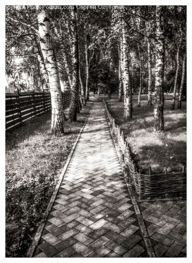 Birch, Tree, Wood, Path, Trail, Forest, Grove