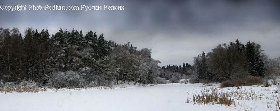 Ice, Outdoors, Snow, Conifer, Fir, Plant, Tree
