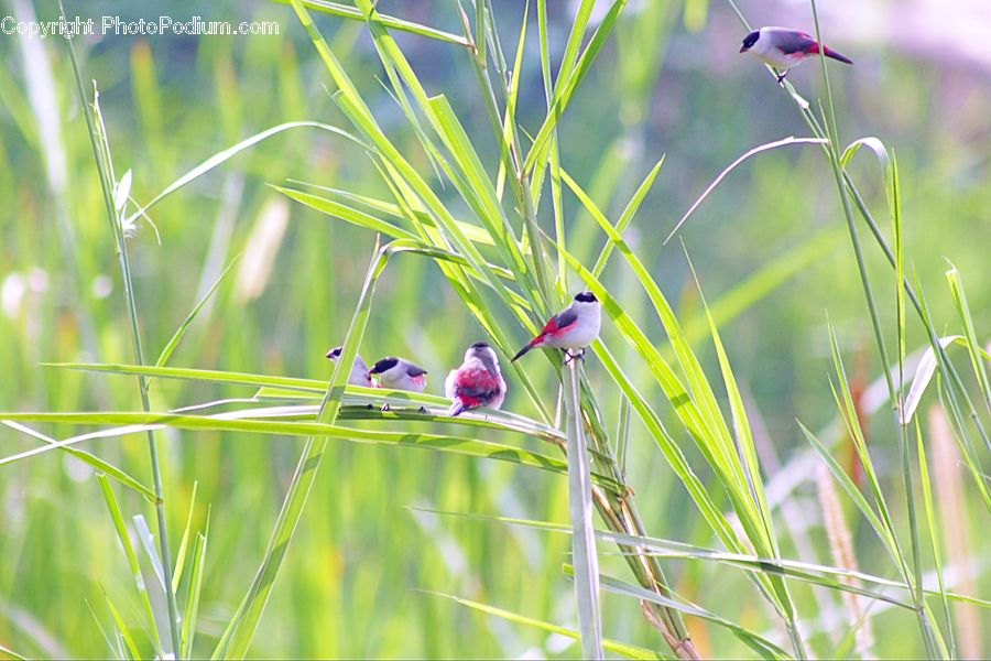 Field, Grass, Grassland, Plant, Blossom, Flora, Flower