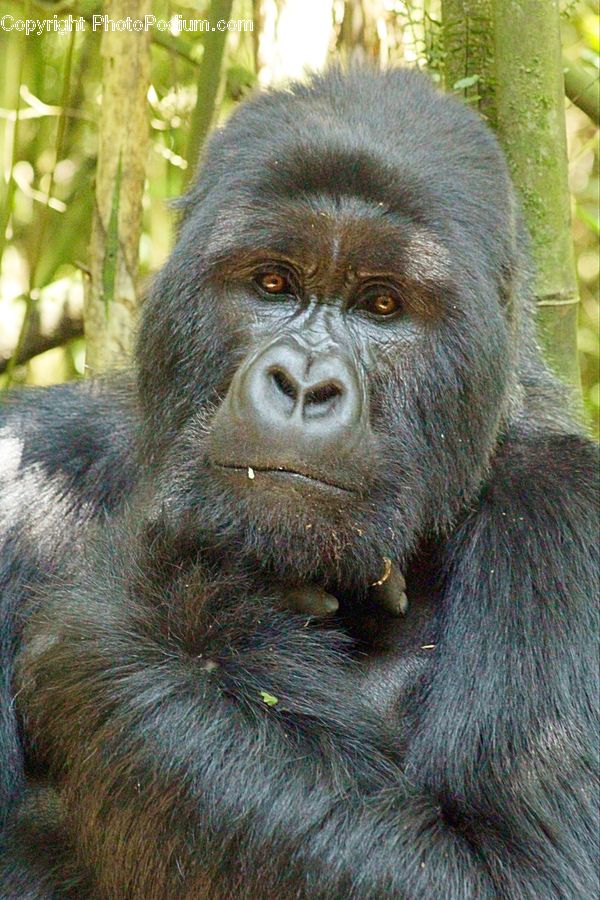 Animal, Mammal, Monkey, Orangutan, Ape