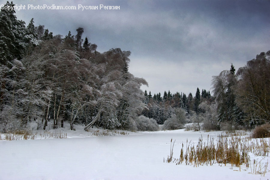 Conifer, Fir, Plant, Tree, Landscape, Nature, Scenery