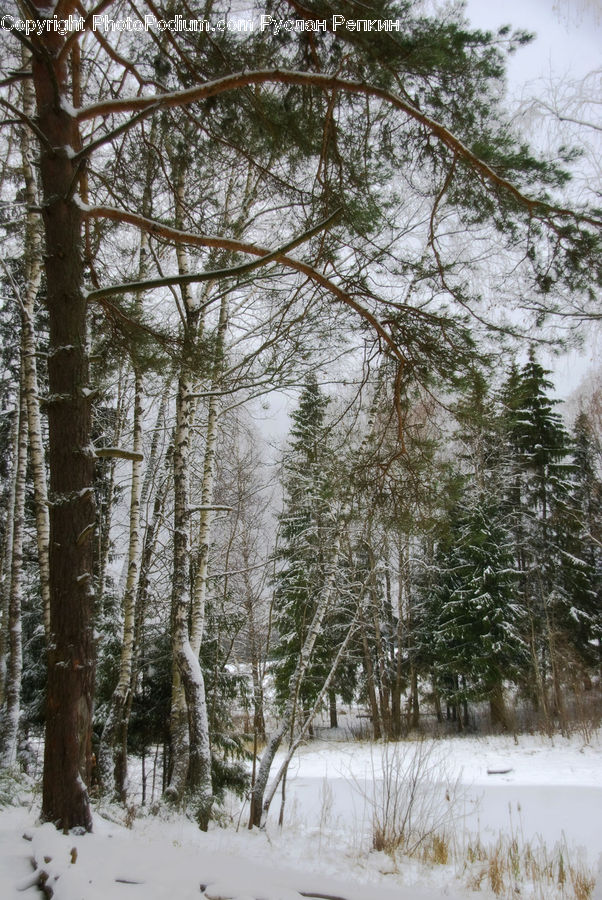 Forest, Vegetation, Conifer, Fir, Plant, Tree, Birch