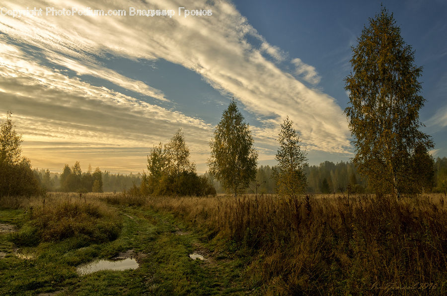 Field, Grass, Grassland, Land, Outdoors, Conifer, Larch