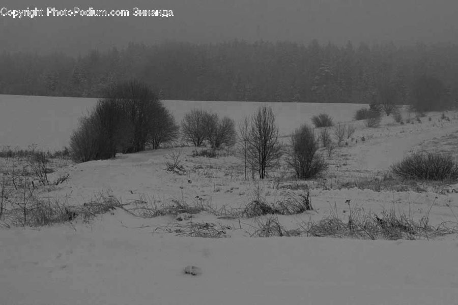 Ice, Outdoors, Snow, Countryside, Plant, Tree, Forest