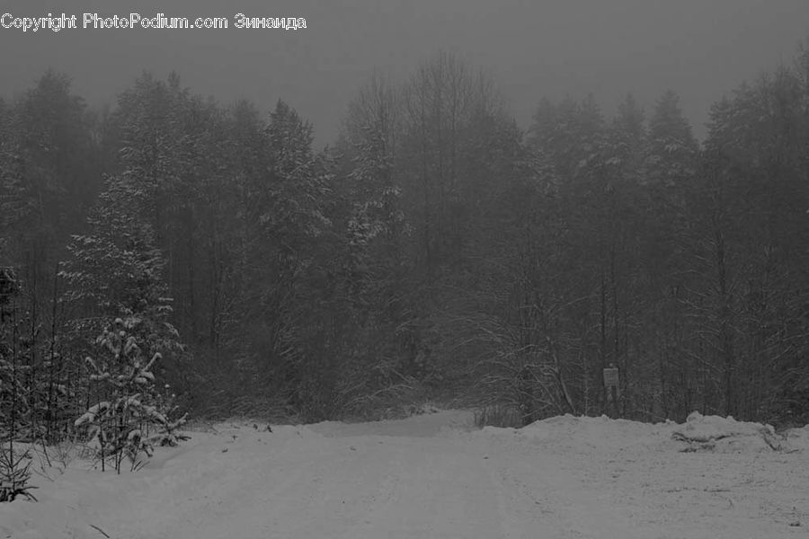 Ice, Outdoors, Snow, Forest, Vegetation, Conifer, Fir