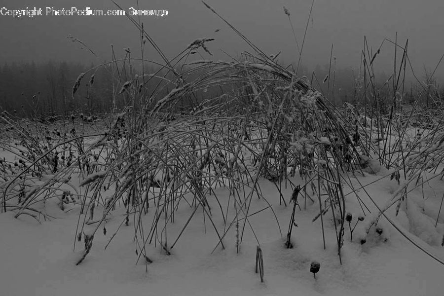 Grass, Plant, Reed, Ice, Outdoors, Snow, Sand
