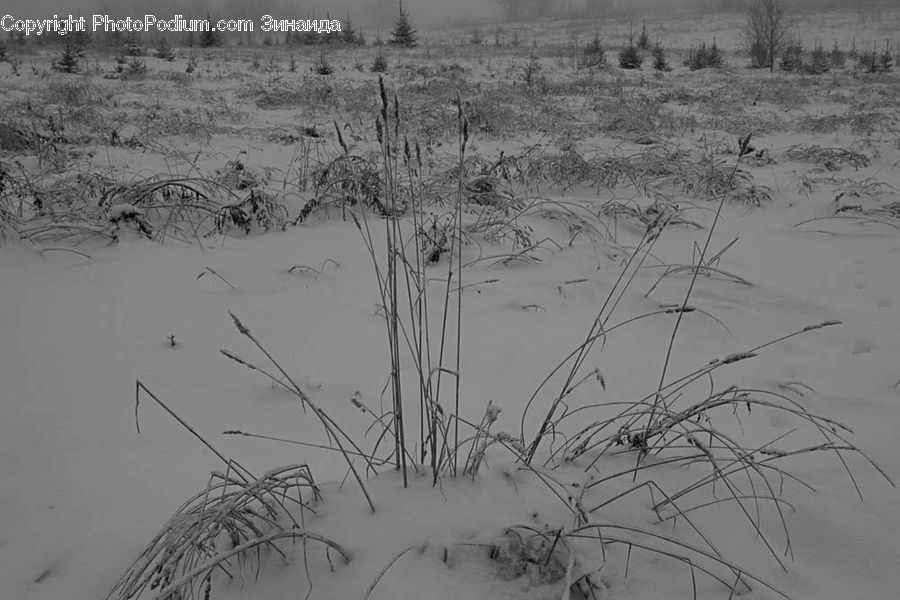 Land, Marsh, Outdoors, Swamp, Water, Sand, Soil