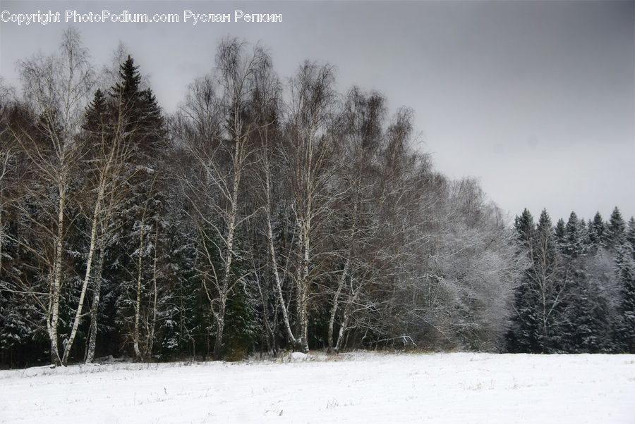 Ice, Outdoors, Snow, Birch, Tree, Wood, Forest