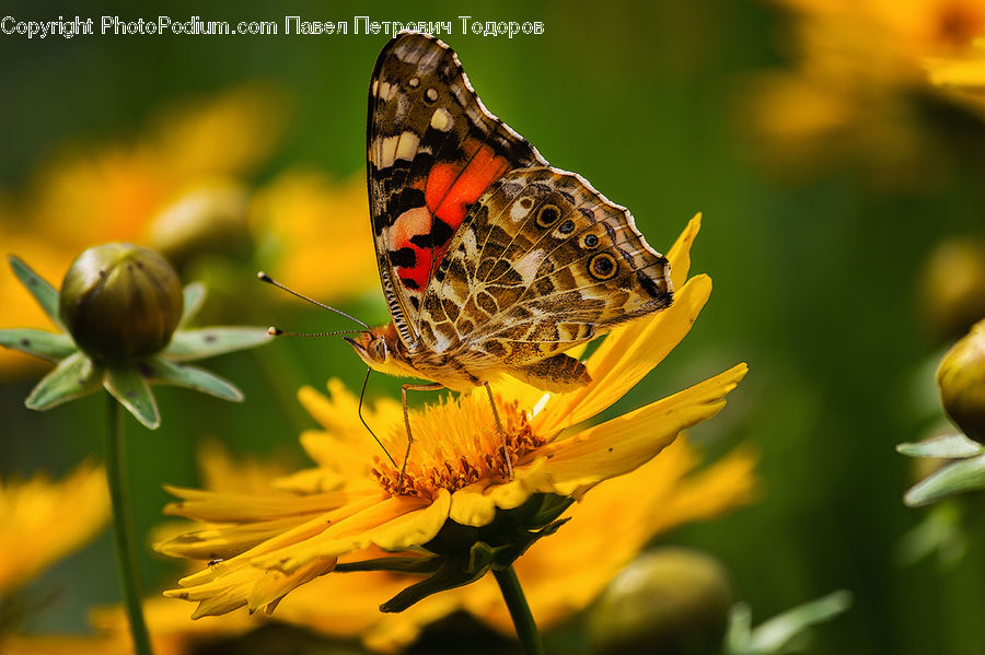 Butterfly, Insect, Invertebrate, Bud, Plant, Monarch, Aster