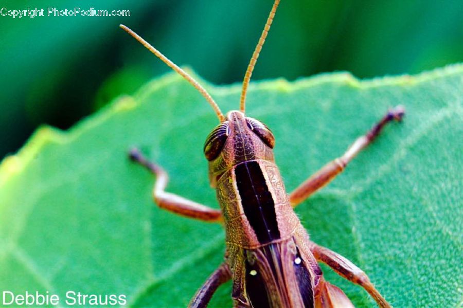Cricket Insect, Grasshopper, Insect, Invertebrate