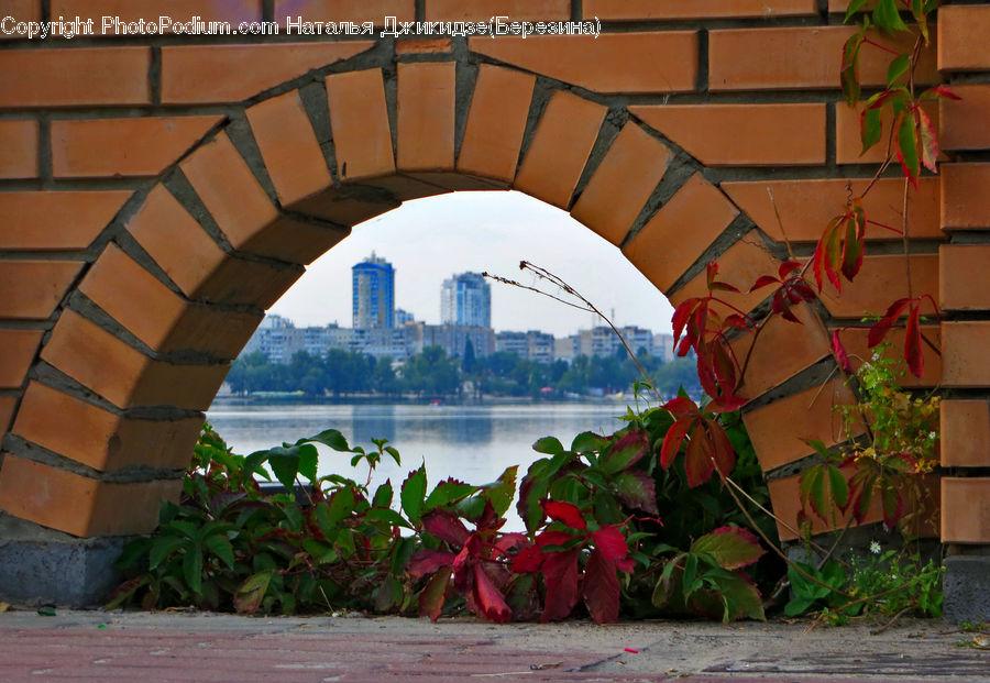 Plant, Potted Plant, Arch, Ivy, Vine, Canopy, Balcony