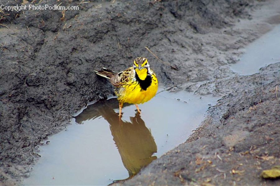 Bird, Canary, Finch, Beak