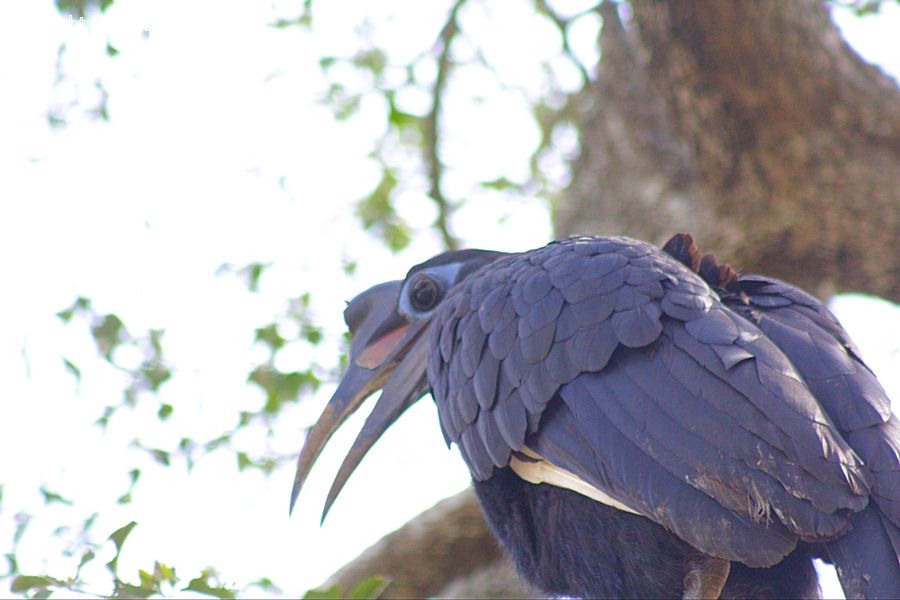 Bird, Condor, Vulture