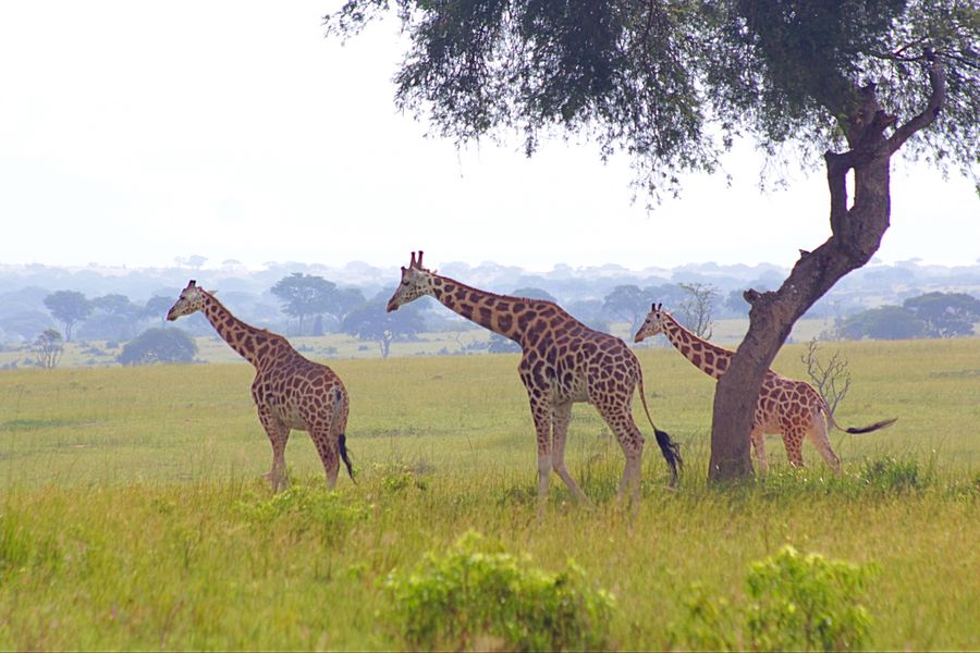 Animal, Giraffe, Mammal, Oak, Tree, Wood, Plant