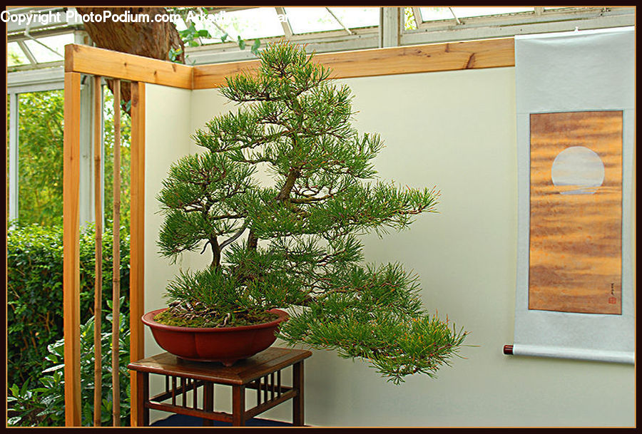 Bonsai, Plant, Potted Plant, Tree, Conifer, Fir, Wood