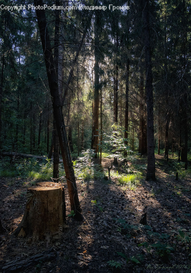 Tree Stump, Forest, Vegetation, Grove, Land, Conifer, Fir