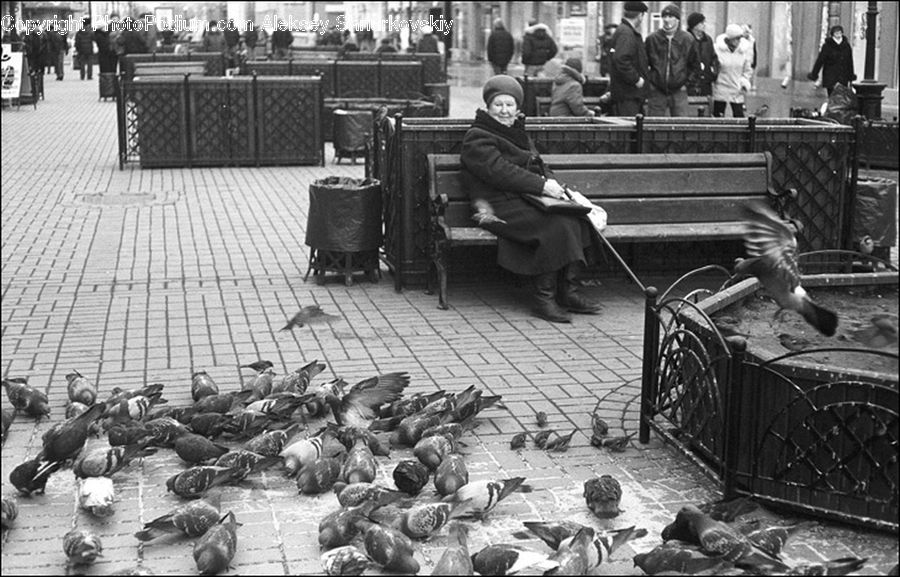 People, Person, Human, Luggage, Suitcase, Bench, Bird