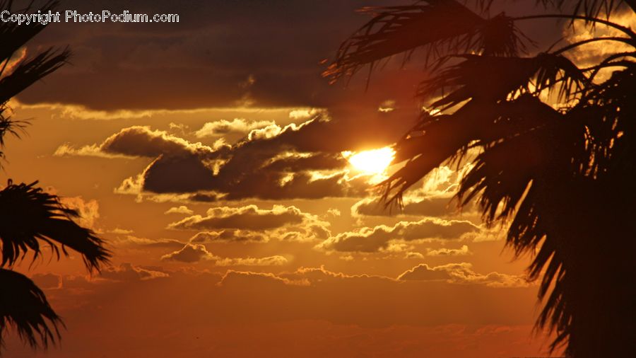 Palm Tree, Plant, Tree, Desert, Outdoors, Flare, Light