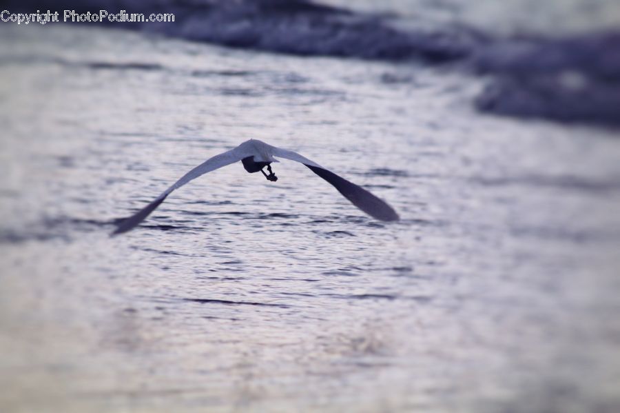 Albatross, Bird, Seagull, Booby, Flying, Arctic, Ice