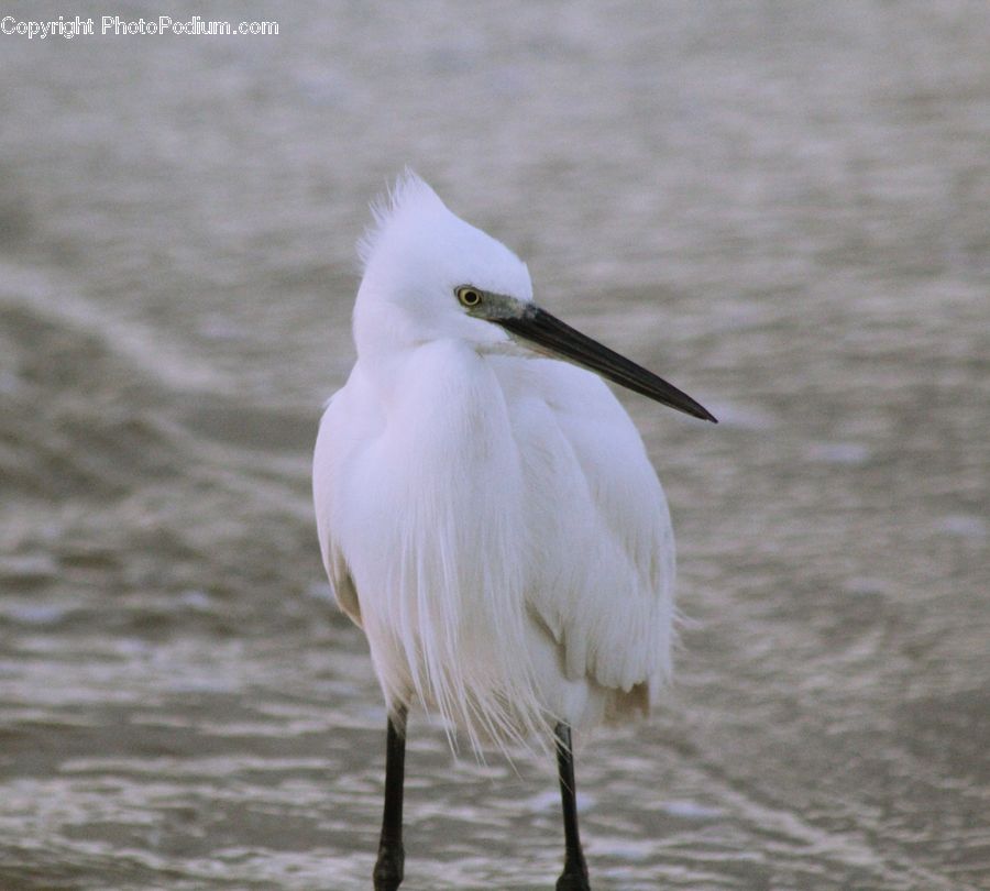 Bird, Crane Bird, Heron, Beak, Ardeidae, Egret, Waterfowl