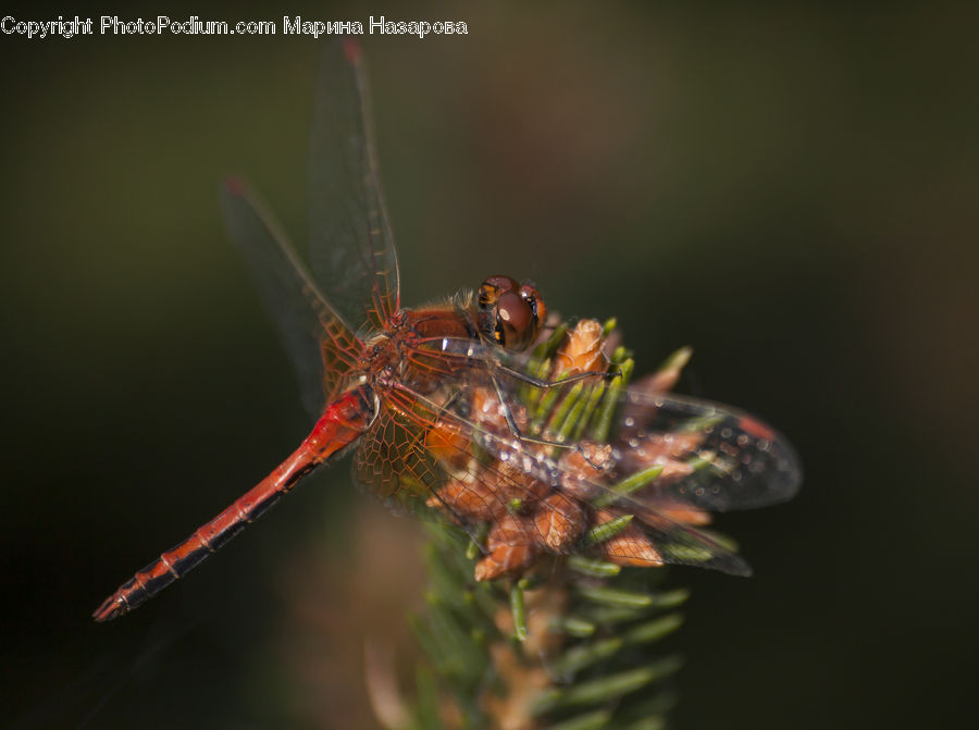 Anisoptera, Dragonfly, Insect, Invertebrate, Conifer, Fir, Plant