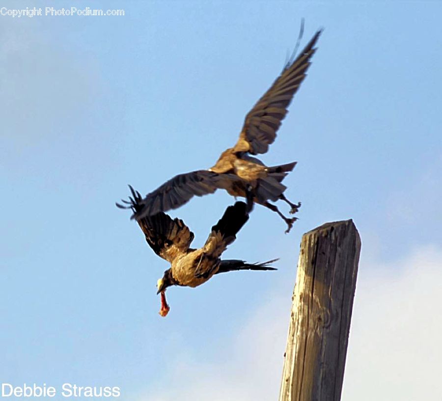 Bird, Buzzard, Harrier, Hawk, Vulture, Swallow, Accipiter