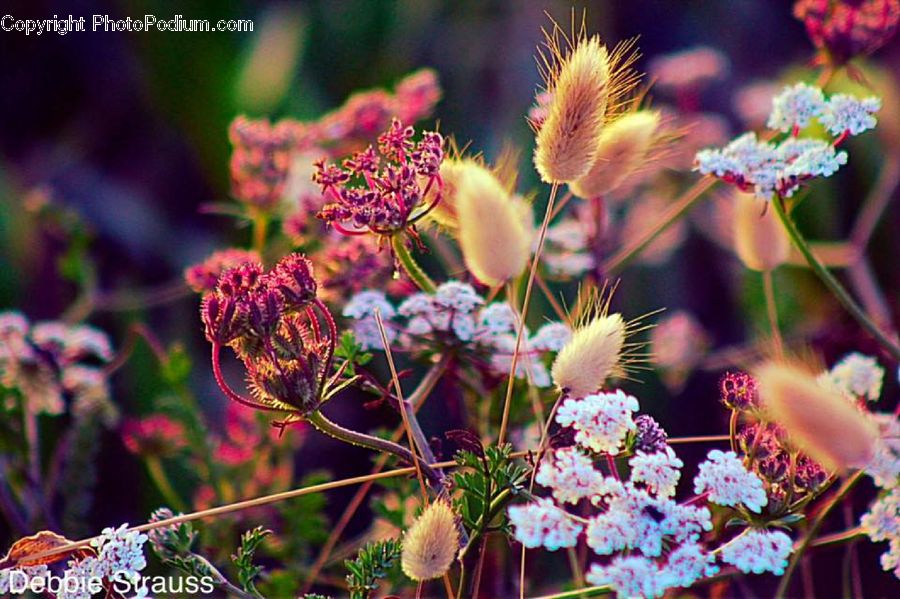 Blossom, Flora, Flower, Plant, Flower Arrangement, Ikebana, Potted Plant