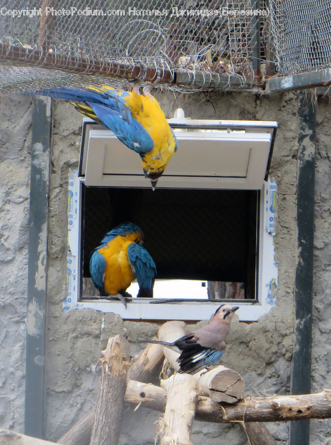 Bird, Macaw, Parrot, Canary, Finch, Parakeet, Blue Jay