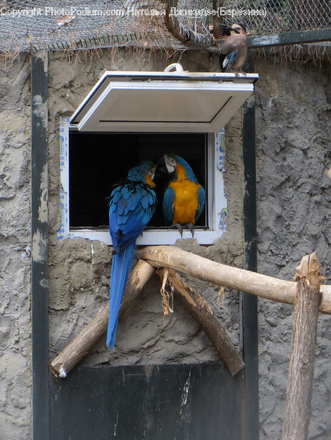 Bird, Macaw, Parrot, People, Person, Human, Dog House