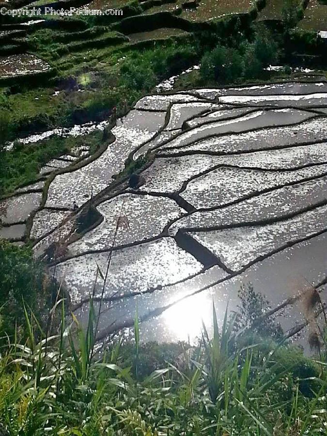 Outdoors, Pond, Water, Flagstone, Rubble, Oak, Tree