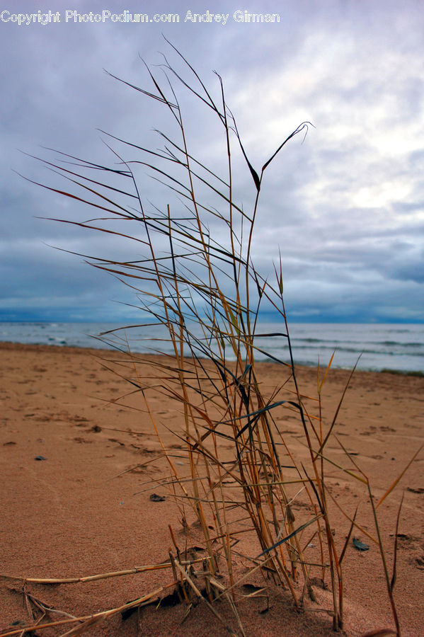 Dune, Outdoors, Desert, Field, Grass, Grassland, Plant