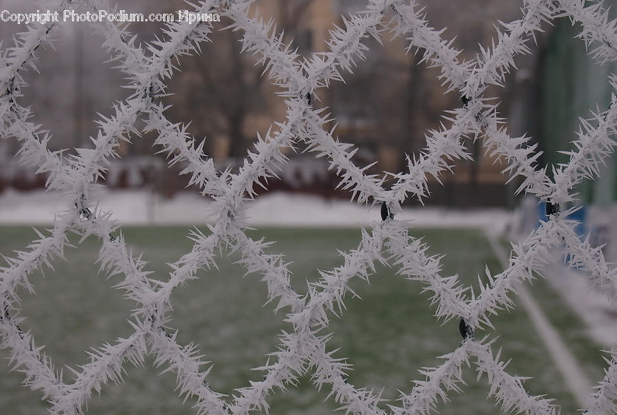 Frost, Ice, Outdoors, Snow, Blossom, Flora, Flower