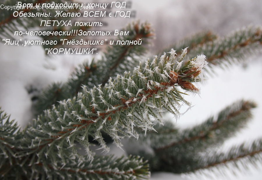 Conifer, Fir, Pine, Spruce, Wood, Plant, Tree