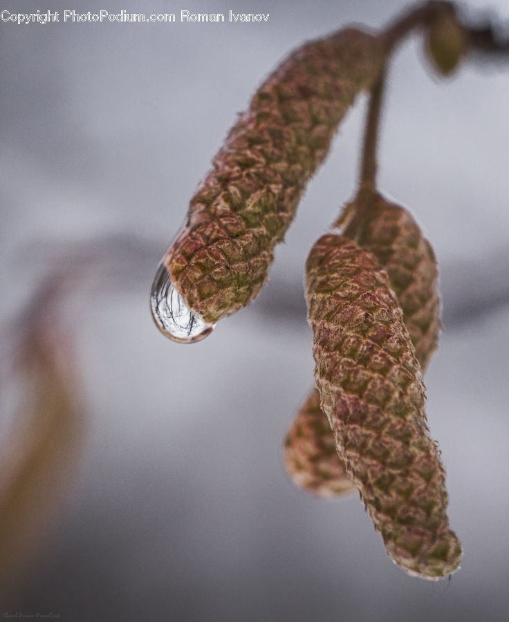 Conifer, Fir, Plant, Tree, Acorn, Seed, Larch