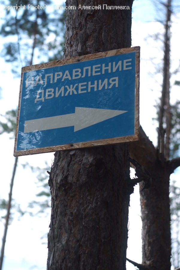 Road Sign, Sign, Street Sign, Conifer, Fir, Pine, Spruce