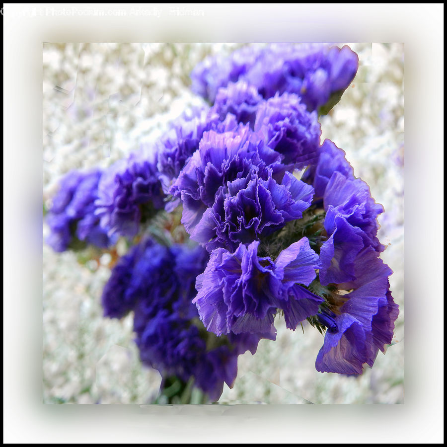 Flora, Flower, Gladiolus, Plant, Lavender, Flower Arrangement, Flower Bouquet