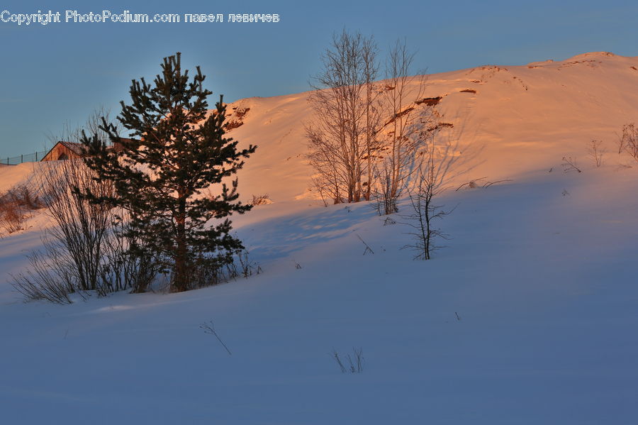 Plant, Tree, Conifer, Fir, Pine, Spruce, Desert