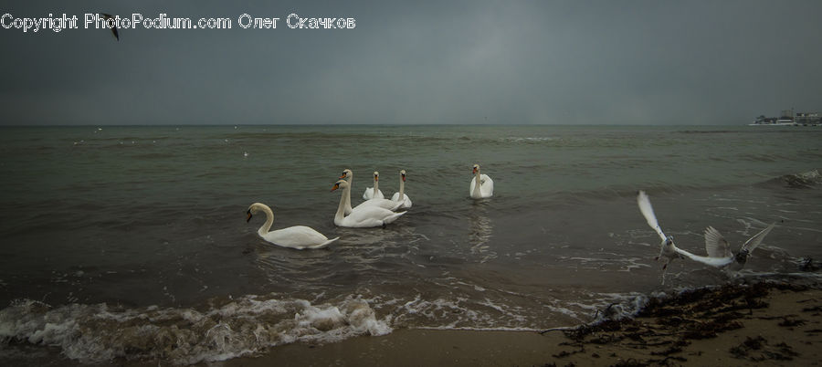Bird, Swan, Waterfowl, Seagull, Ardeidae, Beach, Coast