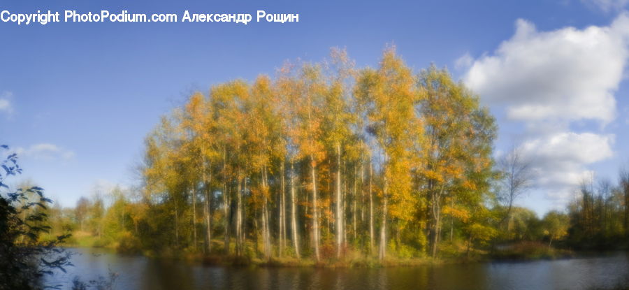 Plant, Tree, Willow, Birch, Wood, Outdoors, Pond