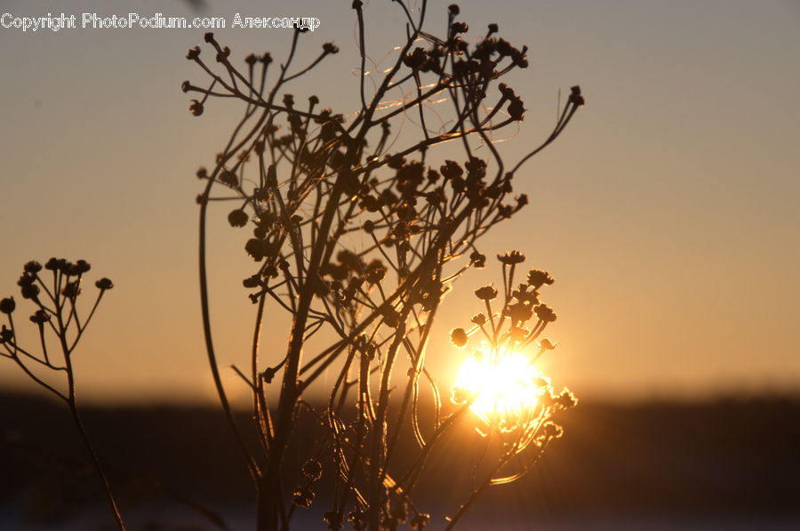 Plant, Weed, Silhouette, Insect, Invertebrate, Mosquito, Field