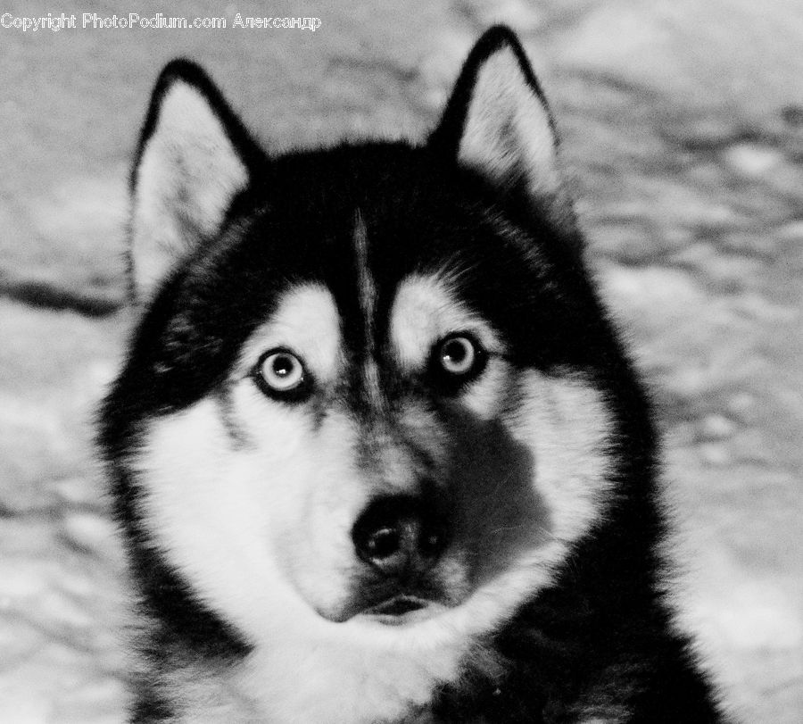 Animal, Canine, Dog, Husky, Mammal, Pet, Adorable