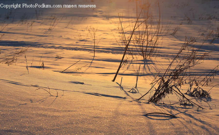 Outdoors, Sand, Soil, Field, Grass, Grassland, Plant