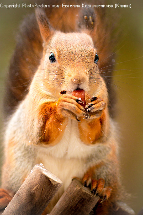 Eating, Animal, Mammal, Rodent, Squirrel