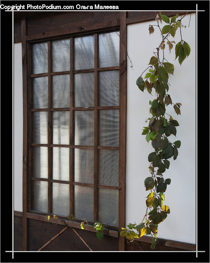 Window, Plant, Potted Plant, Bonsai, Tree, Ivy, Vine